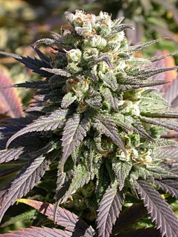 Serious Seeds - Warlock 