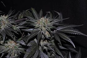 Allstar Genetics Westside Feminized