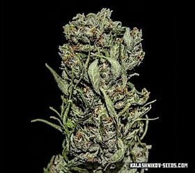 Kalashnikov Seeds White Critical Express Fem