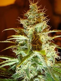 Serious Seeds Seedbank White Russian