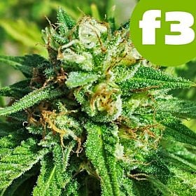 roor white skunk