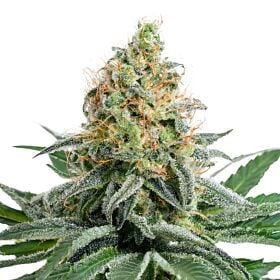 White Widow Feminized - Sauce