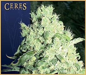 Ceres Seeds White Indica Feminised