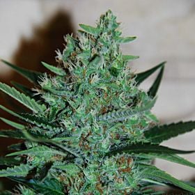 g13 white lavender