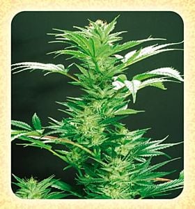 de sjamaan white skunk