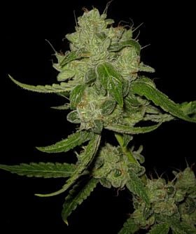 mephisto The White Train