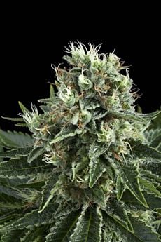Royal Queen Seeds White Widow Feminised