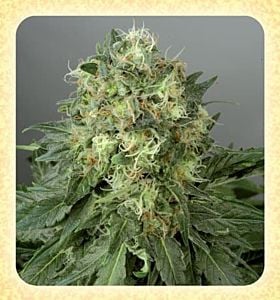 de sjamaan white widow