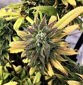 Mosca Seeds White Widow Fem 