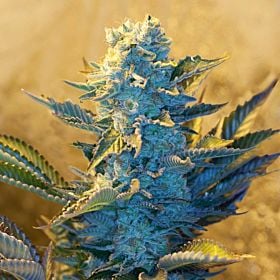 g13 white widow