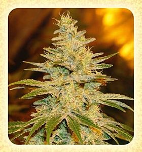 de sjamaan white widow