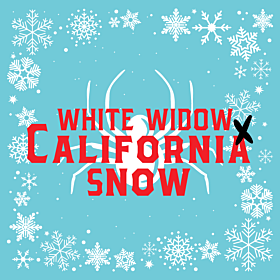 White Widow x California Snow Autoflower