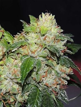 karma genetics White Beelze Bubba