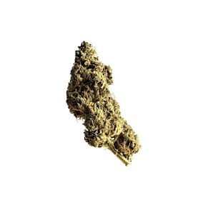 Amsterdam Genetics White Choco Haze Fem
