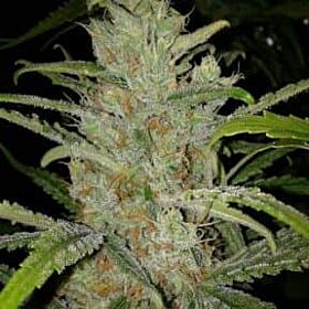Female Seeds Seedbank - White Grapefruit Feminized Seeds