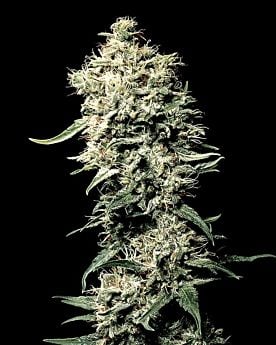 White Rhino