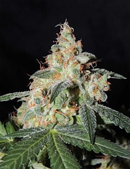 karma genetics White Sage