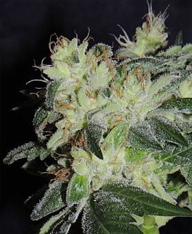 karma genetics White Snake