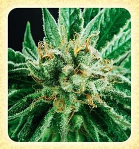 de sjamaan widow skunk