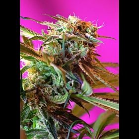 Sweet Seeds Wild Rose Fem