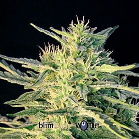 BlimBurn Seeds Wombat Feminised