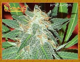 Jumping Black Dash Auto Feminized