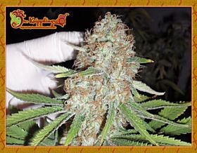 Blue Kripple Feminized