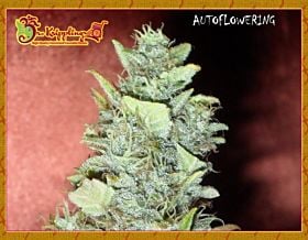 Bubba-Yum Auto Feminized
