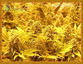 Choc Matic Auto Feminized