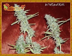 Krippleberry Auto Feminized