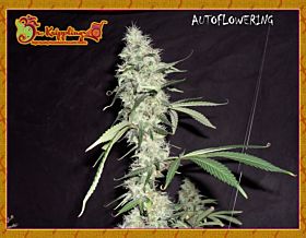 Sonic Bloom Auto Feminized