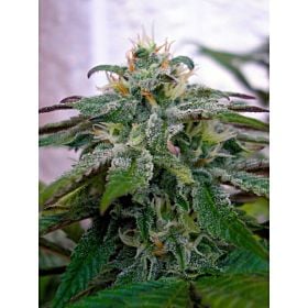 Reserva Privada X18 Pure Pakistani Feminised