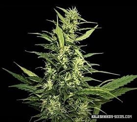 Kalashnikov Seeds Amur Giant Auto Fem