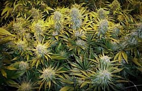 Phoenix Seeds CBD Critical Mass Feminized 