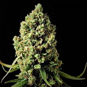 Phoenix Seeds Original Skunk Feminized 