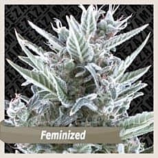 Zambeza - Blue Magnum