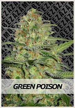 Zambeza - Green Poison Automatic