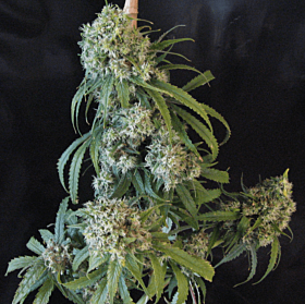 Reserva Privada Apollo 13 Indica Regular