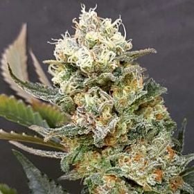 Expert Seeds ZkittleZ Glue Feminized