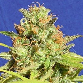 Zkittles Auto Feminized