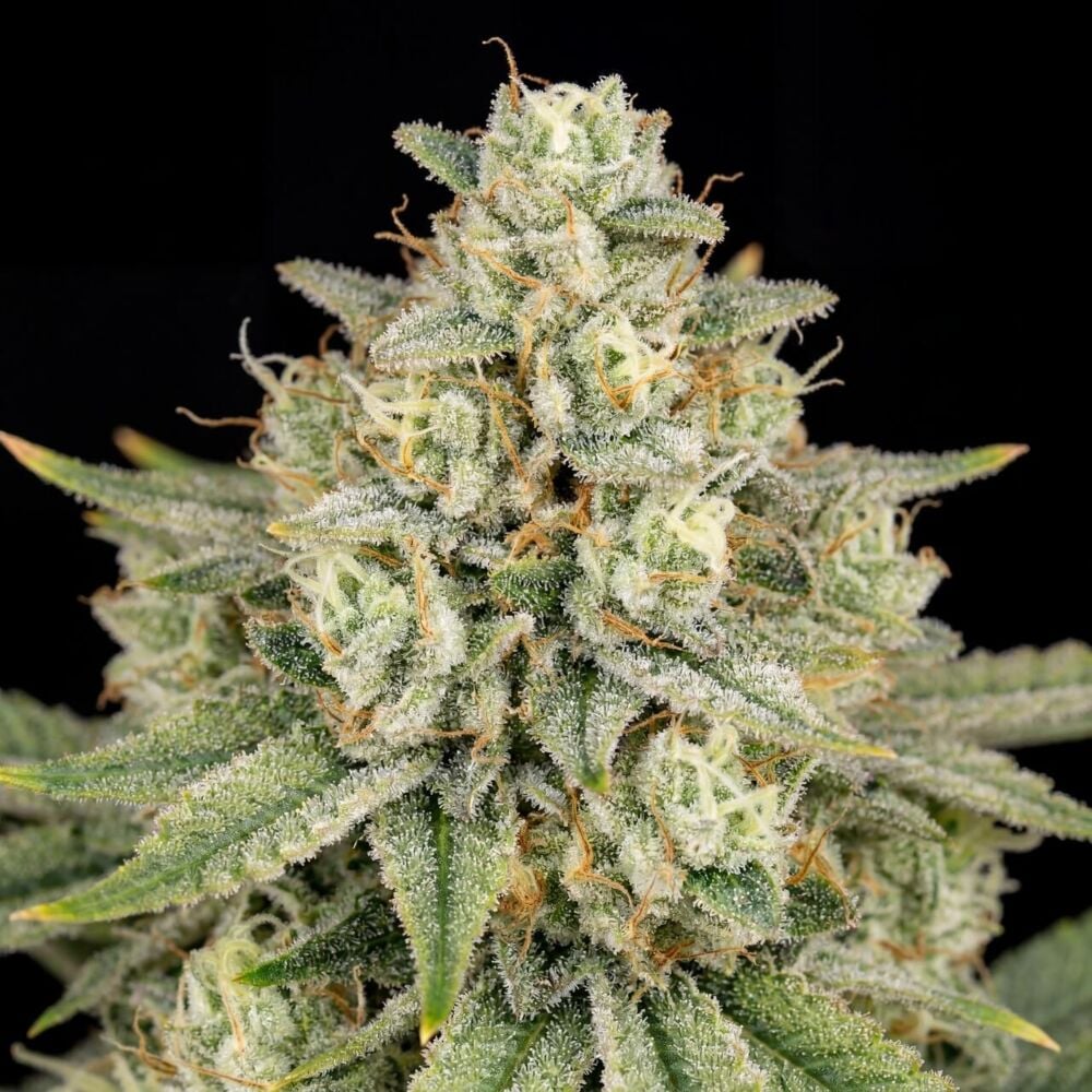 Buy AK-47 Autoflower Seeds by Seed Supreme | SeedSupreme