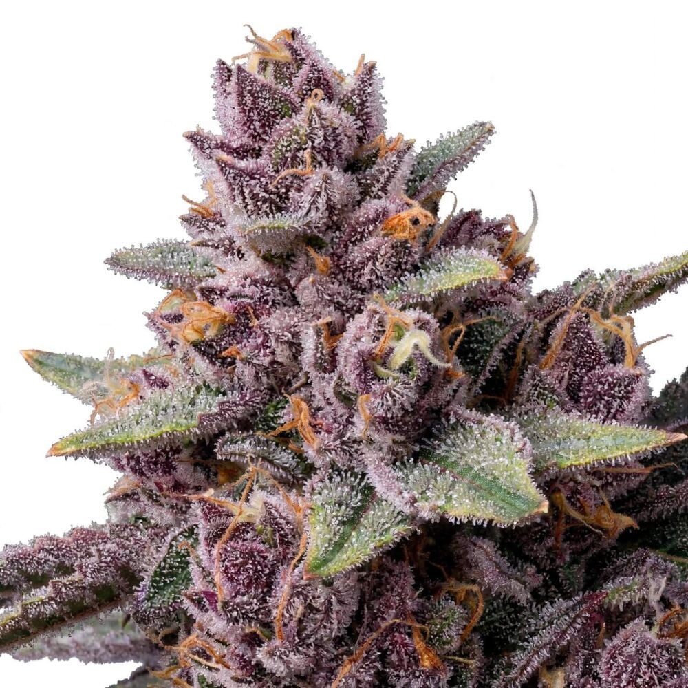 Blueberry Banger Feminized | Seed Supreme