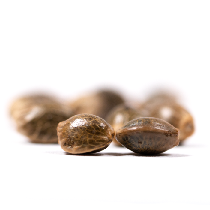Guava Galaxy Feminized | Seed Supreme