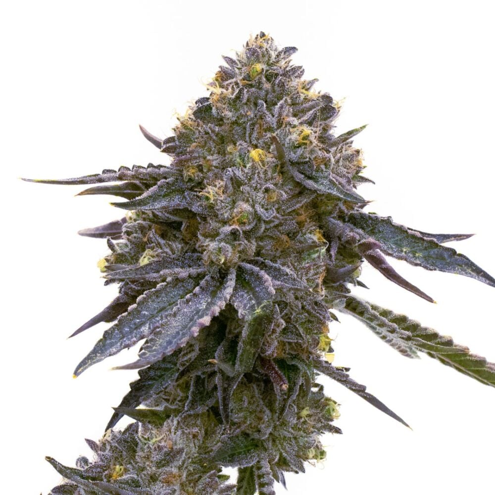Buy Grandaddy Purple Feminized Seeds by SeedSupreme