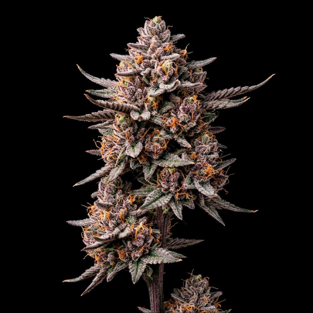 Gelato THCa + Seeds Bundle | Seed Supreme