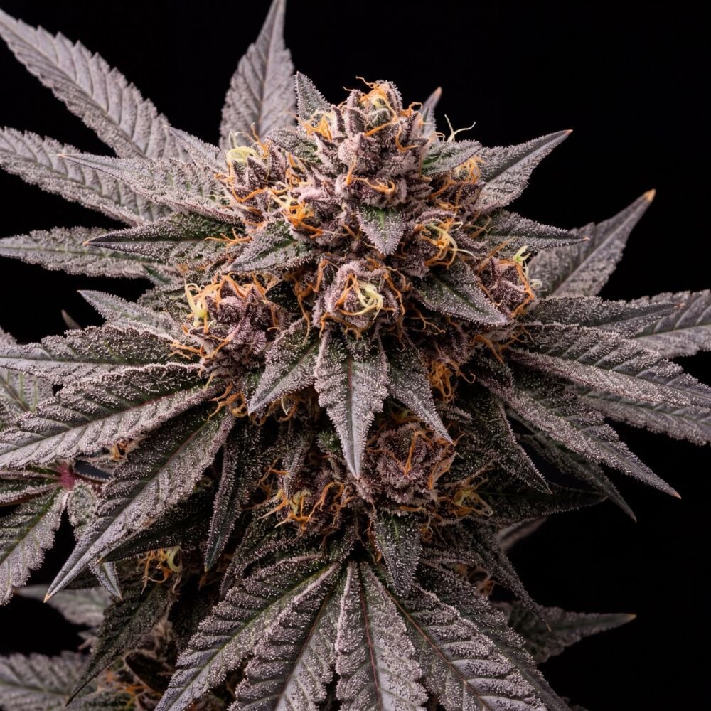 Granddaddy Purple Seeds | Germination Guarantee | Seed Supreme