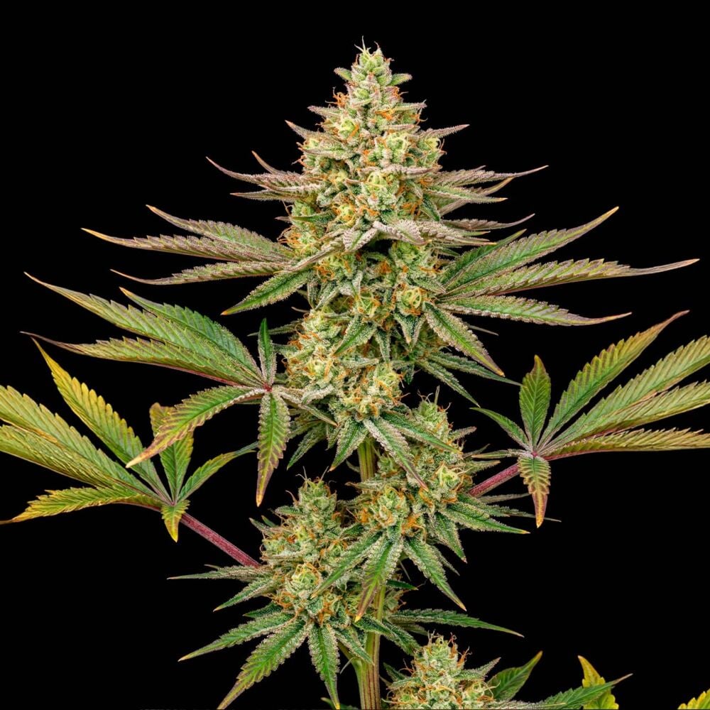 Green Crack THCa + Seeds Bundle | Seed Supreme