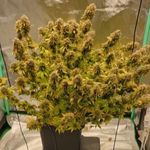 Buy Green Crack Autoflower Seeds | Seed Supreme