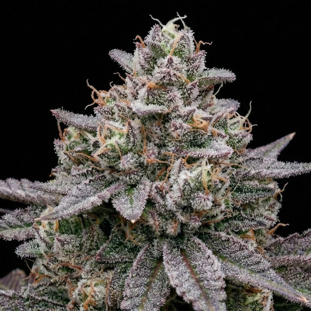Lemon Cherry Gelato THCa + Seeds Bundle | Seed Supreme