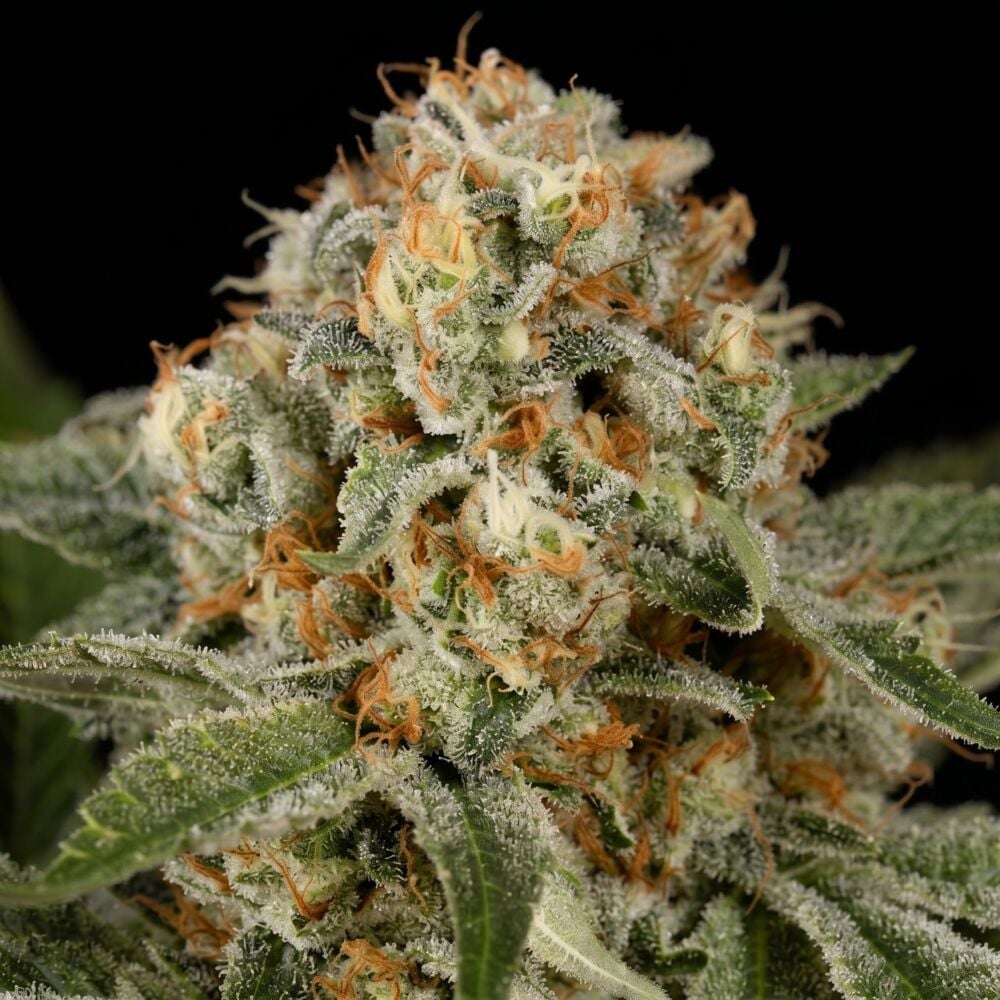 OG Kush Feminized Seeds - Cannabis Seeds | Seed Supreme